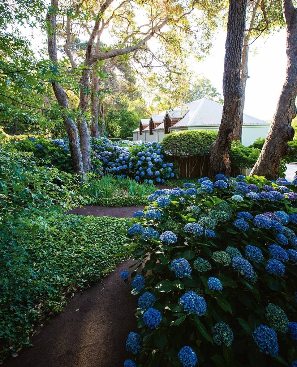 You know its summer at Margaret River's Secret Garden when a sea of heavenly hydrangeas is in bloom. ⁠
⁠
"I love to share my garden with other people and see them enjoy it," says owner Pat Poynter, who started the garden with the help of landscape designer @paulbangay in 1997.⁠
⁠
Today, Pat propagates more than 200 plants every year for the garden that has become a popular wedding location. ⁠
⁠
Find the link in our bio to see the garden's wisteria-wrapped pergolas and crabapple avenue. ⁠
⁠
⁠
Photography: @clairetakacs⁠
⁠
⁠
#flowers #flowerstagram #hydrangeas #hydrangeaseason #garden