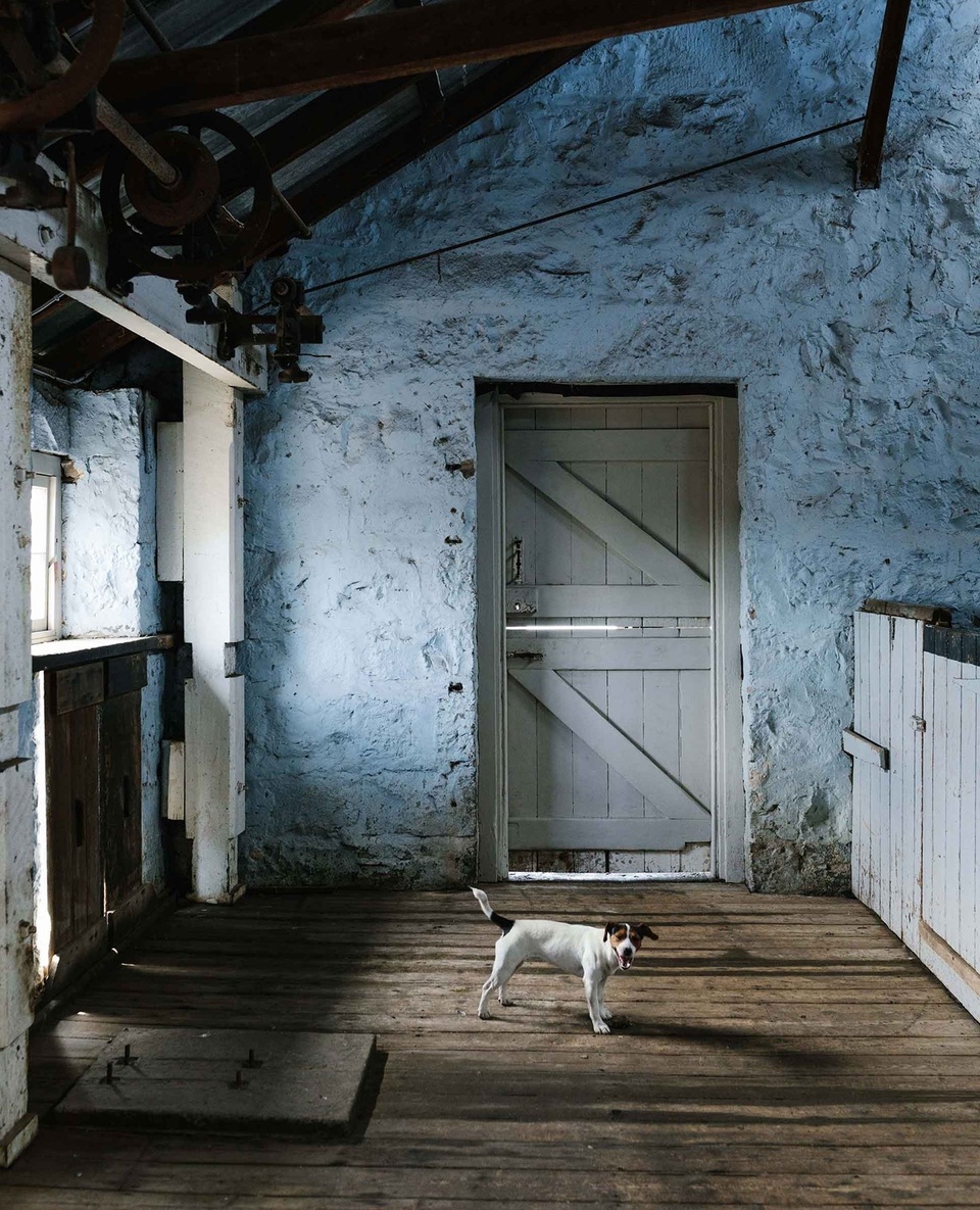 While the old t-shaped woolshed at Barunah Plains is still used for its original purpose, it has also become a popular wedding and events space. ⁠
⁠
“We’ve done a huge amount of work to it,” says owner Damian Canny, who undertook most of the restoration work at the property himself. “We fixed the floor, windows, roof and weatherboards.” ⁠
⁠
It seems the woolshed has Scout the Jack Russell’s tick of approval! ⁠
⁠
Tap the link in our profile to wander through the beautifully restored homestead and garden. ⁠
⁠
Photo: @marniehawson⁠
Styling: @lynda.gardener + @bellebrightproject ⁠
⁠
#restoration #woolshed #farmhousecharm #jackrussell