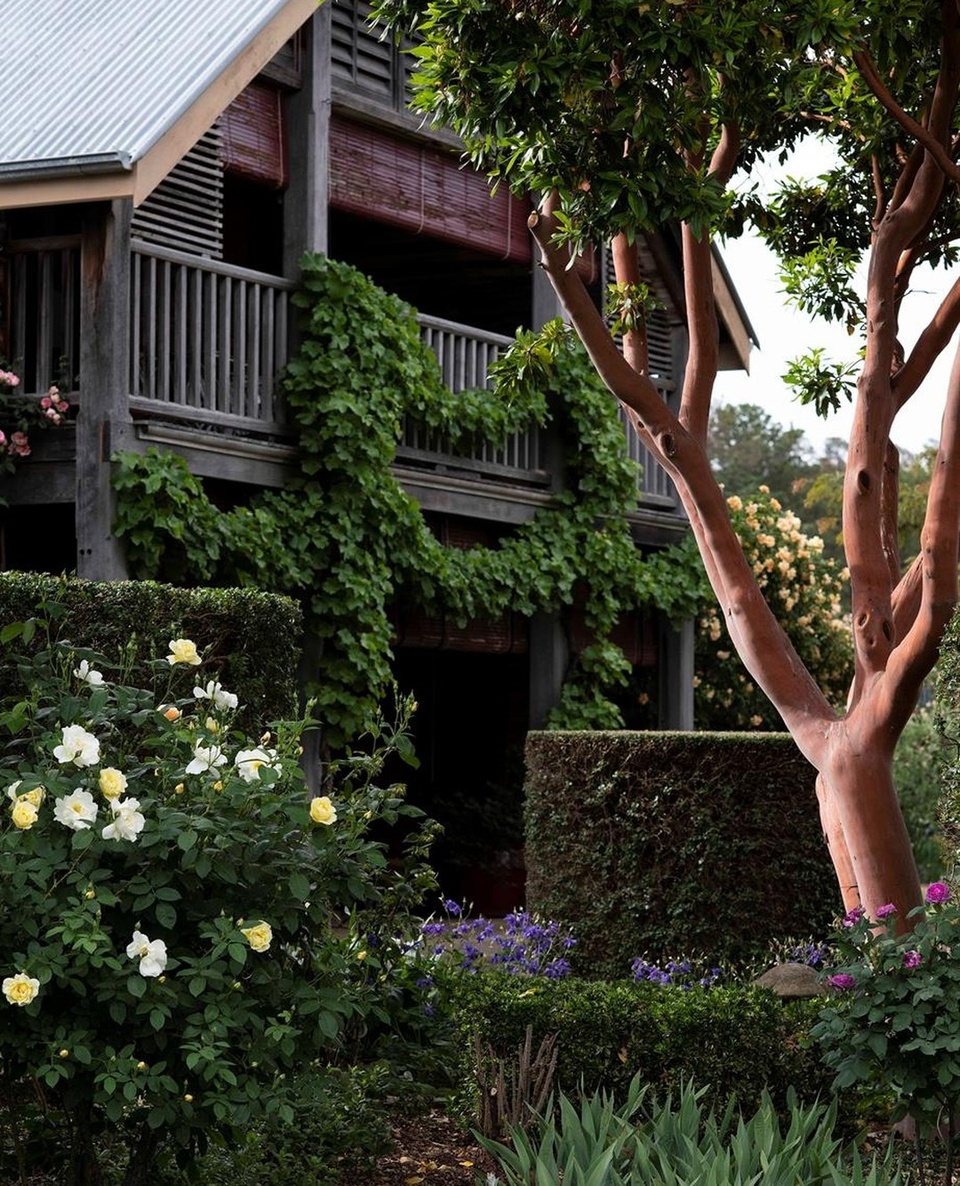 From the magnificent salmon-coloured trunk of the Arbutus x andrachnoides that stands out against the house facade, to the yellow blooms of the David Austin 'Windrush' #rose, this garden in #Orange, NSW, features a wonderfully eclectic mix of plants. Tap the link in our bio to see more.⁠
⁠
Photography: @brigidarnottphotography⁠
⁠
#countrygarden #australiangardens #countrygarden