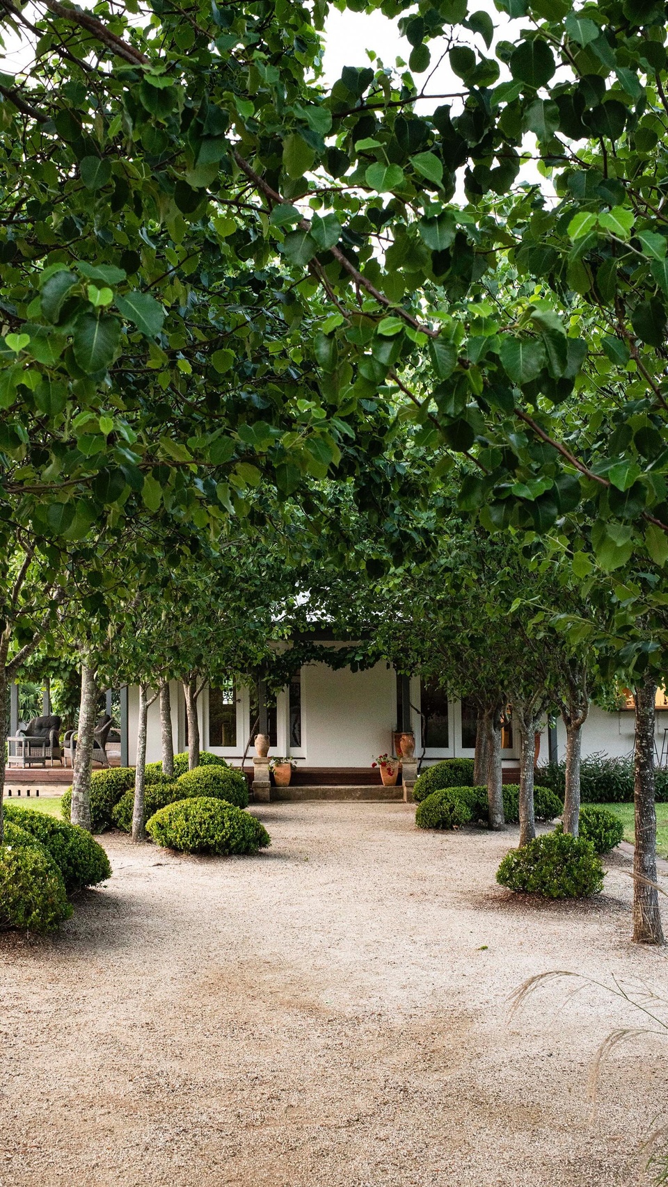 For Holly Gilbert and her husband David, their Wamberal garden is a haven; a place they can relax and recharge.

“The trees are a real feature, standing up straight and tall with the gravel an attractive ‘carpet’ for them.”

Wander through this peaceful space via the link in bio.

#countrygarden #gardendesign #cottagegarden #wamberal