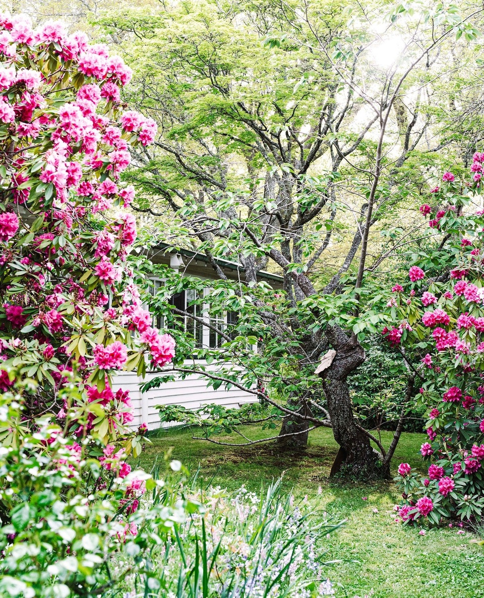'Minnaruh', a 1920s era cottage hidden by trees and shrubs was once owned by an opera singer and was a smart setting for dinner parties during the 1930s and '40s. ⁠
⁠
Today, it's perhaps best known for its lush garden, lovingly tended by owners, John and Jenny Shaw. "It's not a show garden and we just accept the seasonal nature of it ... In summer it's cool and green - you drive into a shady oasis," says John.⁠
⁠
Pictured here are rhododendrons that are anywhere from 30 to 60 years old. ⁠
⁠
Tap the link in our profile to wander through the garden.⁠
⁠
Photography: @marniehawson⁠
Words: Christine Reid⁠
⁠
#rhododendrons #cottagegarden #pinkflowers #flowergarden #landscaping