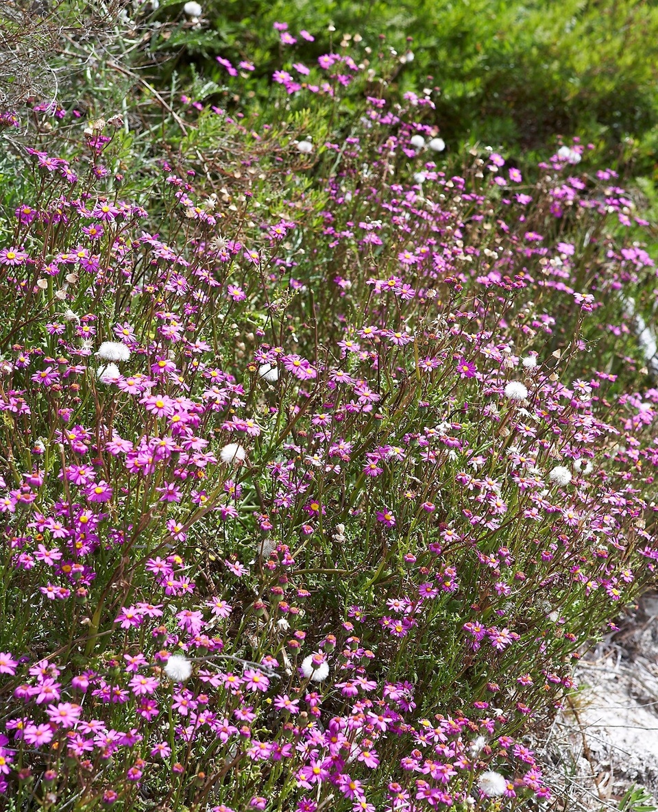 From May to November each year wildflowers light up the deserts of #WesternAustralia, South Australia and New South Wales. In WA, the season starts in the #Kimberley and then proceeds south, and the spectacle has become a major tourist attraction.⁠
⁠
If you can't travel to see #wildflowers this year, why not try growing your own? Wildflowers fit in anywhere, and you can choose species to suit any kind of garden or theme . Tap the link in our bio to find out how.⁠
⁠
Photography: @mtwee1⁠
⁠
#nativeflowers #nativegarden #dasies