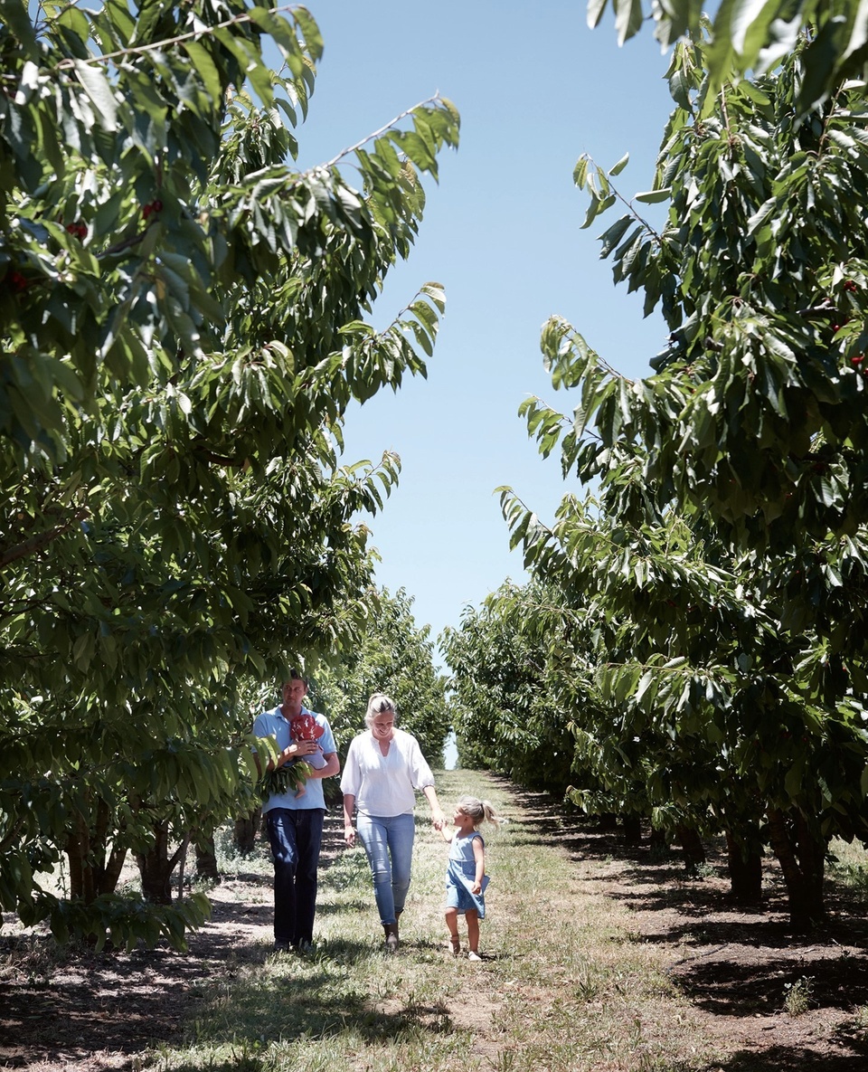 @hillsideharvest at Borenore, 16 kilometres to the west of #OrangeNSW, is a family affair and come cherry season in summer, it's all hands on deck.⁠
⁠
"Christmas and #cherries go together," owner Sophie says. "When the cherries are ripe — and when that is exactly will depend on the season — we open the orchard for people to come and pick their own fruit."⁠
⁠
Take a tour of this thriving family #orchard and plan a visit just in time for cherry season! ⁠
⁠
Photography: @prueruscoe⁠
⁠
#fruitpicking #aussiefarmers #visitorange #shoplocal⁠
