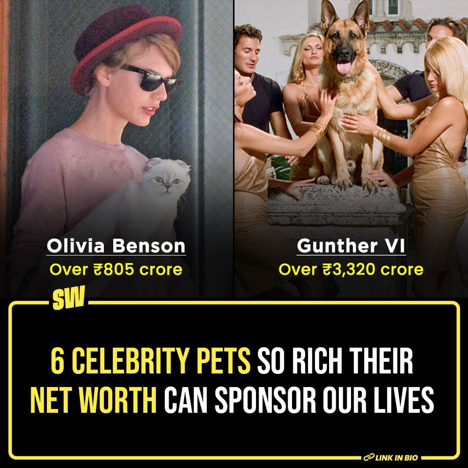 While our broke asses are 'hustling' to be underpaid every month, there are pets in the world who have a net worth. And not just it, in some cases, their wealth can even sponsor our lives. Like, for real. Not that we recommend this sort of dependency, but you can lead a lavish life off their wealth.

Some are owned by billionaire celebrities, others are celebrities themselves. These pets lead a life of dreams. They have trust funds and have a substantial sum from their owner's wills to their name. 

Click the Link in Bio to check out 6 of the richest celebrity pets in the world. Then check your bank balance to cry a bit, maybe.

#SWEditDesk #RichPets #TaylorSwift #taylorswiftcat 

✍: @sabharwalvas