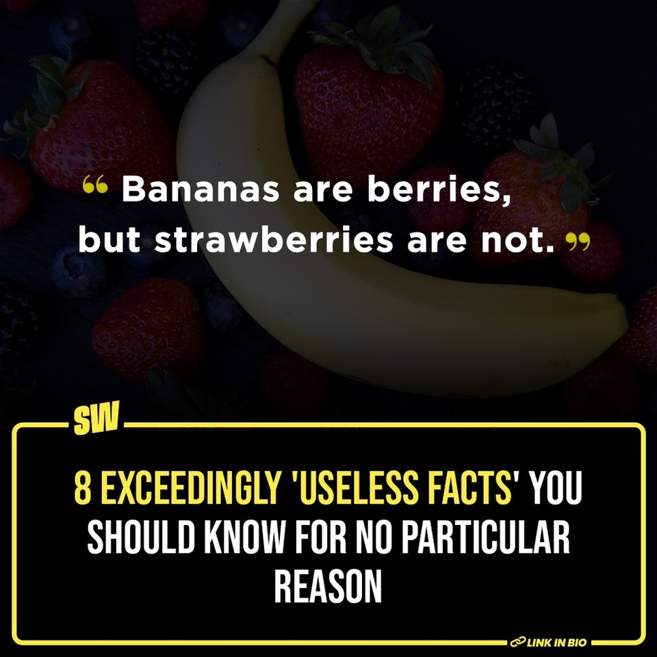 Sometimes, you gotta be aware of things that have no direct relationship to your life only because they’re fun to know. Like tomato is a fruit. Or that Jupiter is large enough to accommodate 1,300 Earths. Just like ‘fun facts’ we used to read at the back of every classmate copy in school, we decided we’d get random information overdose today. And well, we happen to stumble upon Redditors doing exactly just that. Click the Link in the Bio to read more. 

#SWEditDesk @sabharwalvas