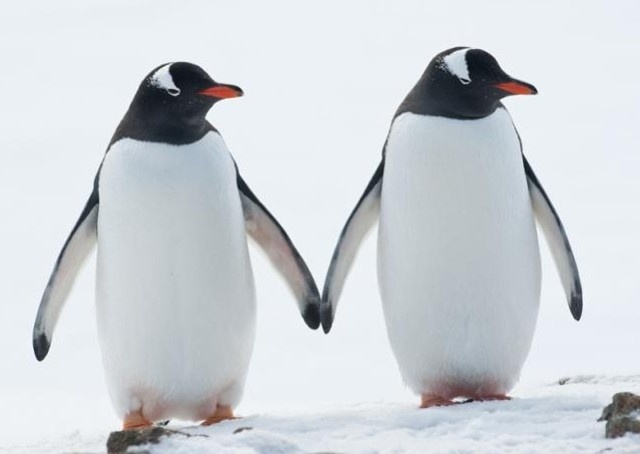 Internationally famous gay penguins Sphen and Magic are now proud parents for the second time. Sphen and Magic, a pair of gay Gentoo penguins, first came to international attention in 2018 when they fostered an egg and successfully hatched and cared for a female chick at the SEA LIFE Aquarium in Sydney, Australia. The pair was the first at the aquarium to successfully incubate and raise a chick — a baby girl named Lara. Tap link in bio to continue on @EDGEmedianetwork ?️‍???⁠
⁠
?️: @kschatt13⁠
?: Sphen and Magic / SEA LIFE Aquarium
