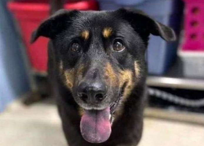 The dog abandoned at a North Carolina animal shelter because his owners thought him gay has found a new home... and a new name, TMZ reports. "North Carolina's Steve Nichols tells TMZ ... he and his longtime partner, John, adopted Fezco Tuesday after hearing the story about him getting abandoned by his former human parents ... all because they caught him humping another male pooch." He added how the couple felt an immediate connection to Fezco, as both he and John have faced discrimination in their own lives. So, they applied ... and were actually chosen. But along with a gay-friendly home, Fezco got a gay-friendly name: Oscar, named for persecuted Irish poet Oscar Wilde. Nichols added how Oscar "was apparently not well taken care of by his previous owners ... saying the dog wasn't neutered, and had heart worms -- which he's taking care of now by sending Oscar straight to the vet, where he'll be for a bit," adds TMZ. Charlotte's WCCB News reported earlier this week that the North Carolina couple had left their dog at an animal shelter after they branded him gay for humping a male dog.⁠
⁠
Tap link in bio to continue on @EDGEmedianetwork⁠
?️‍????⁠
?: Oscar/YouTube