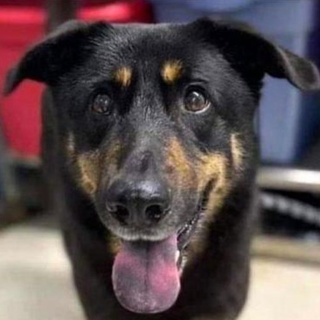 The dog abandoned at a North Carolina animal shelter because his owners thought him gay has found a new home... and a new name, TMZ reports. "North Carolina's Steve Nichols tells TMZ ... he and his longtime partner, John, adopted Fezco Tuesday after hearing the story about him getting abandoned by his former human parents ... all because they caught him humping another male pooch." He added how the couple felt an immediate connection to Fezco, as both he and John have faced discrimination in their own lives. So, they applied ... and were actually chosen. But along with a gay-friendly home, Fezco got a gay-friendly name: Oscar, named for persecuted Irish poet Oscar Wilde. Nichols added how Oscar "was apparently not well taken care of by his previous owners ... saying the dog wasn't neutered, and had heart worms -- which he's taking care of now by sending Oscar straight to the vet, where he'll be for a bit," adds TMZ. Charlotte's WCCB News reported earlier this week that the North Carolina couple had left their dog at an animal shelter after they branded him gay for humping a male dog.⁠
⁠
Tap link in bio to continue on @EDGEmedianetwork⁠
?️‍????⁠
?: Oscar/YouTube